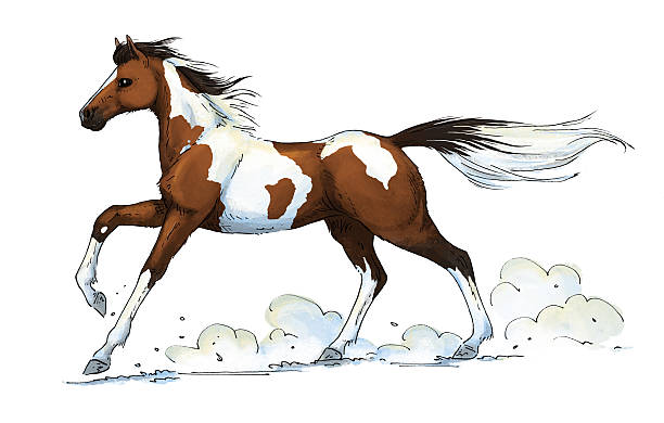 pinto horse gallop vector art illustration