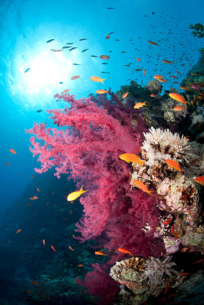 istock Orange Anthias and vibrant pink soft coral (Dendronephthya hempr 178509837