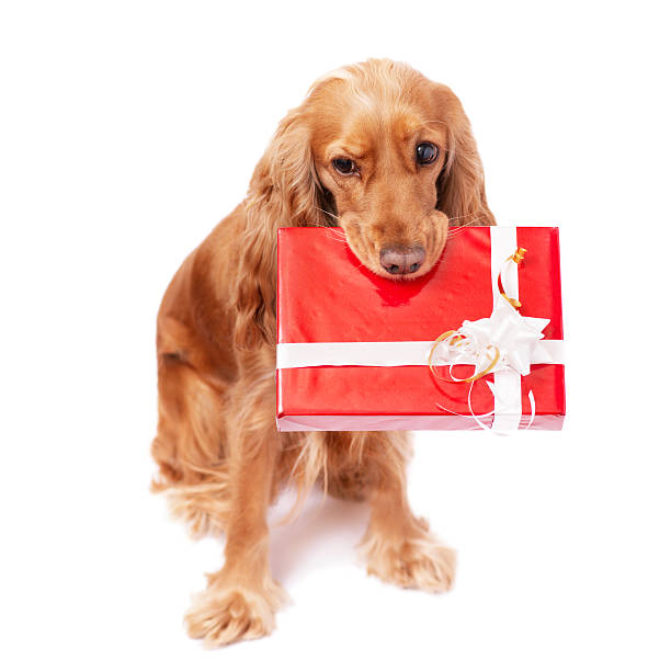 dog with the present stock photo