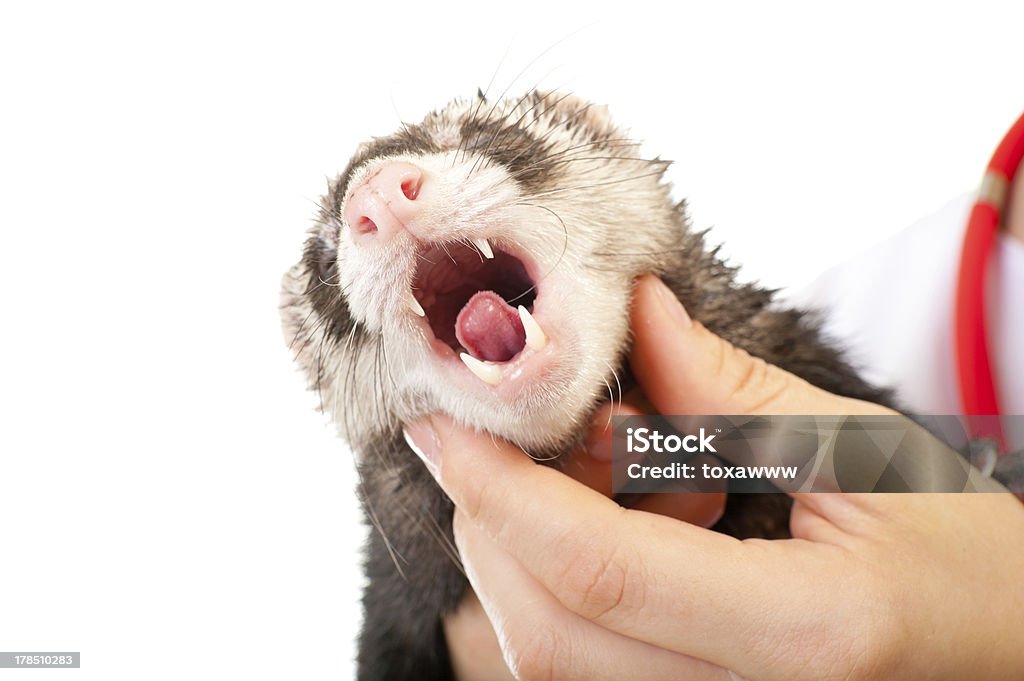 Vétérinaire examine un patient ferret - Photo de Adulte libre de droits