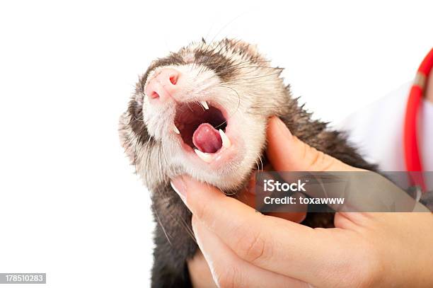 Photo libre de droit de Vétérinaire Examine Un Patient Ferret banque d'images et plus d'images libres de droit de Adulte - Adulte, Animaux de compagnie, Blanc