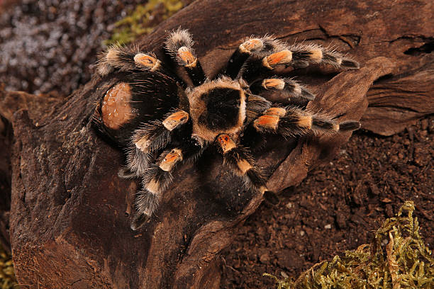 araignée redknee mexicaine - mexican redknee tarantula animal arachnid bark photos et images de collection