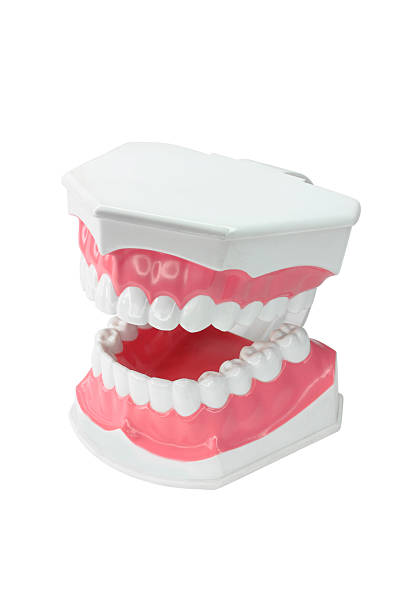 istock dental model of teeth isolated on white background 178510345