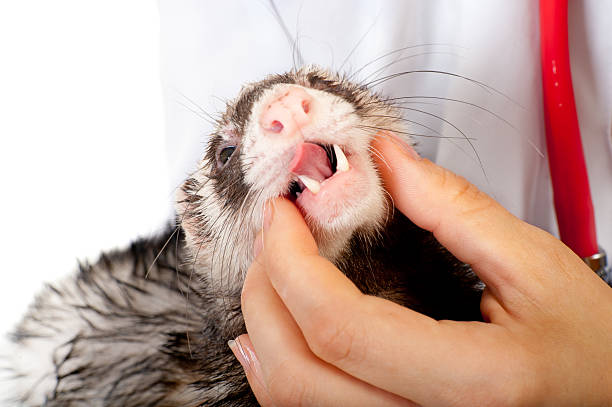 istock Veterinarian examines a patient ferret 178510388