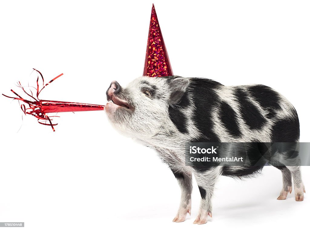 Spotted pig wearing a party hat with noise maker "Rocco, our year-old mini pig, wearing a party hat and blowing into noise maker. On white with soft shadows." Party - Social Event Stock Photo