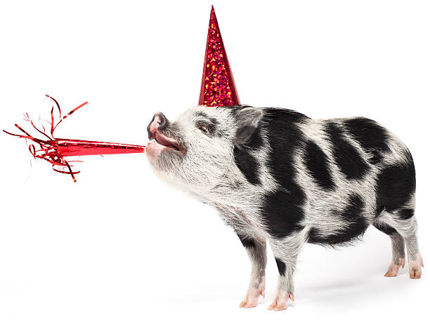 Spotted pig wearing a party hat with noise maker stock photo