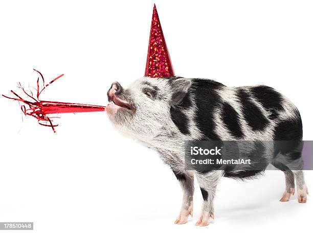 Spotted Pig Wearing A Party Hat With Noise Maker Stock Photo - Download Image Now - Party - Social Event, Pig, Animal