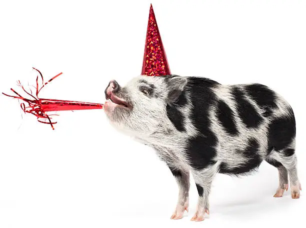 Photo of Spotted pig wearing a party hat with noise maker