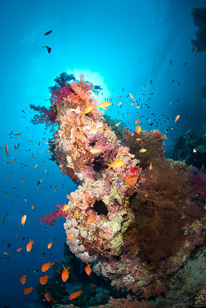 istock Vibrant and colourful underwater tropical coral reef scene, buzz 178510527
