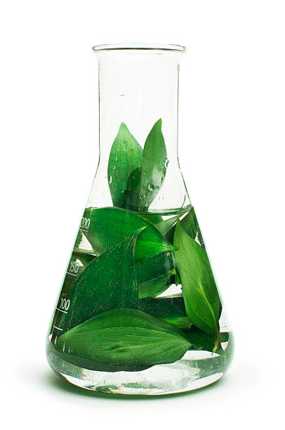 Green plants in laboratory equipment