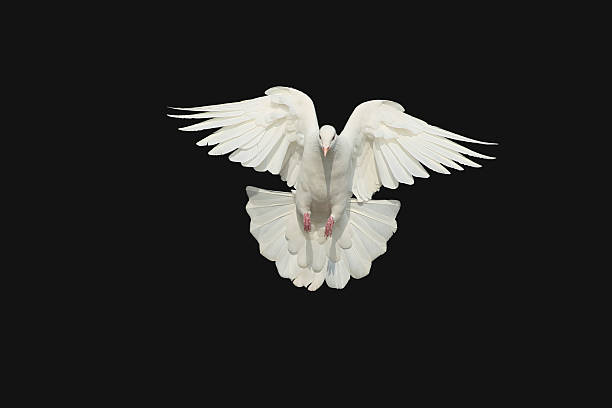 istock pigeon,bird of peace 178510595