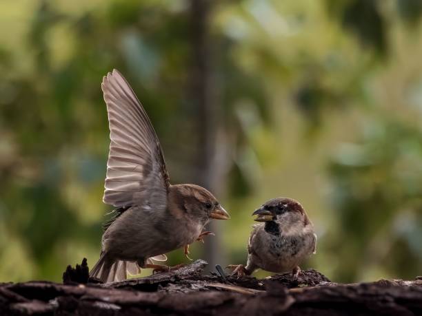 istock Closeup of Two sparrows  perched on a branch together, with a blurry background 1785106177