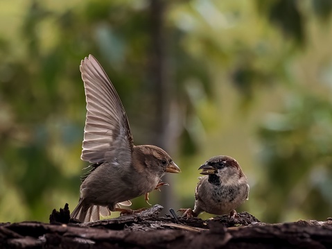 A closeup of Two sparrows  perched on a branch together, with a blurry background