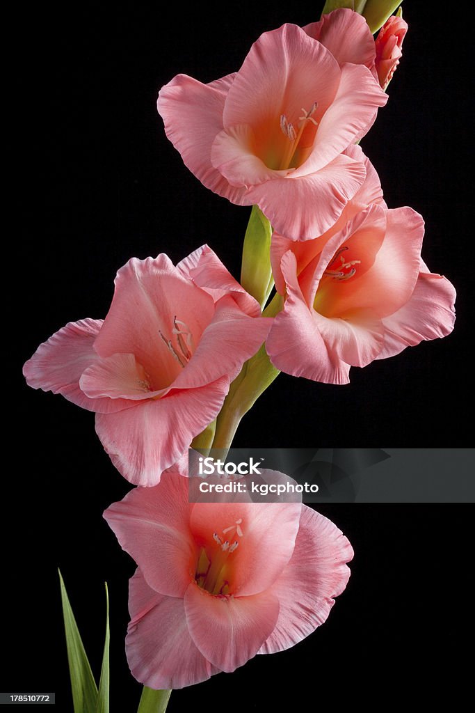 Rose fleurs de Glaïeul - Photo de Fleur - Flore libre de droits