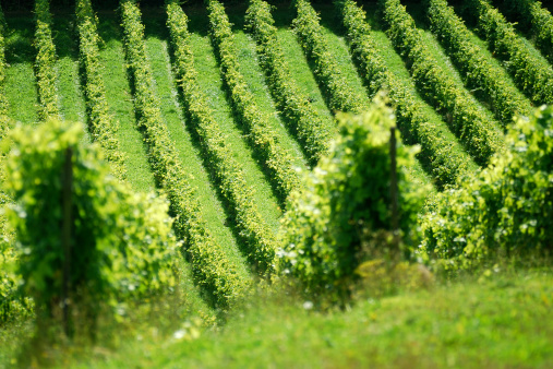 Rows of vines in english vineyard at Dorking. Surrey. England