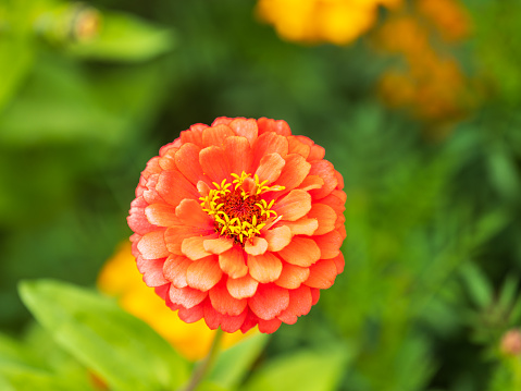 Red Zinnia flowers. Flowers zinnia elegans. Color nature background. Common Zinnia or Zinnia elegans is one of the most famous flowering annuals of the genus Zinia