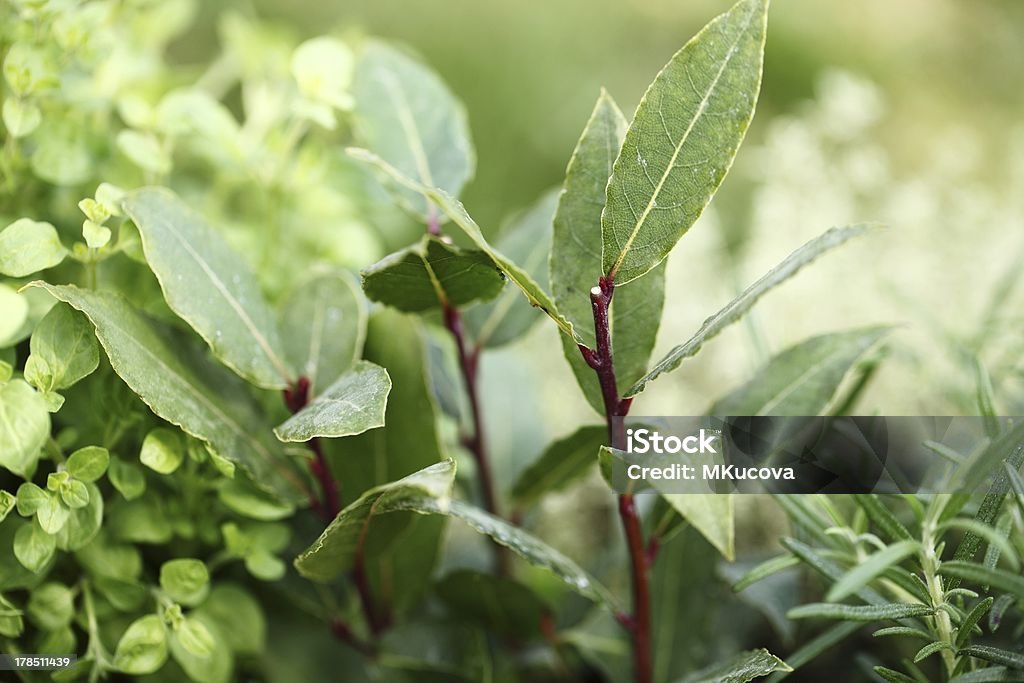 Plantas aromáticas close-up - Royalty-free Alecrim Foto de stock