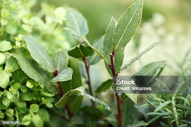 Plantas Aromáticas Closeup - Fotografias de stock e mais imagens de Alecrim - Alecrim, Ao Ar Livre, Erva