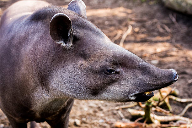 istock South American tapir 178511523