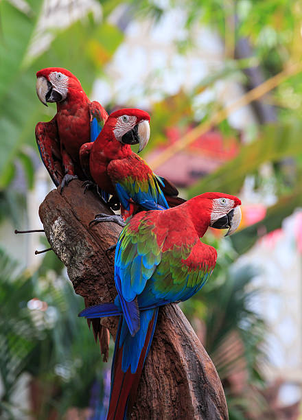 istock Scarlet Macaw perching on a wood. 178511551