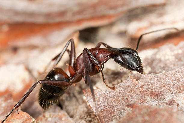 istock Macro photo of a Carpenter ant, Camponotus herculeanus 178511733