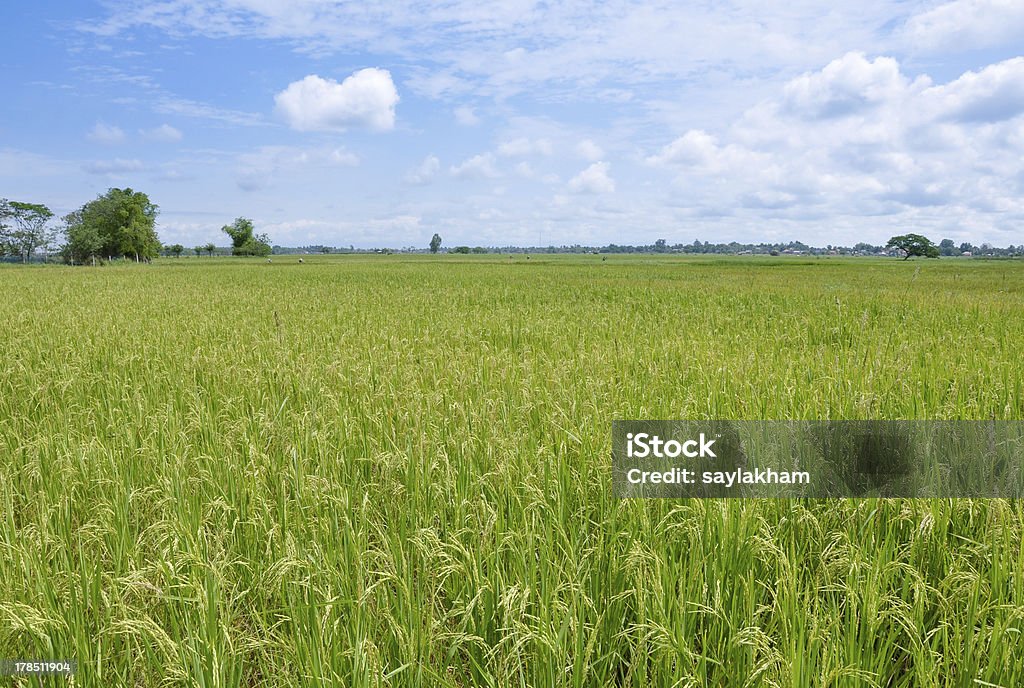 Verde campo de arroz - Foto de stock de Agricultura royalty-free