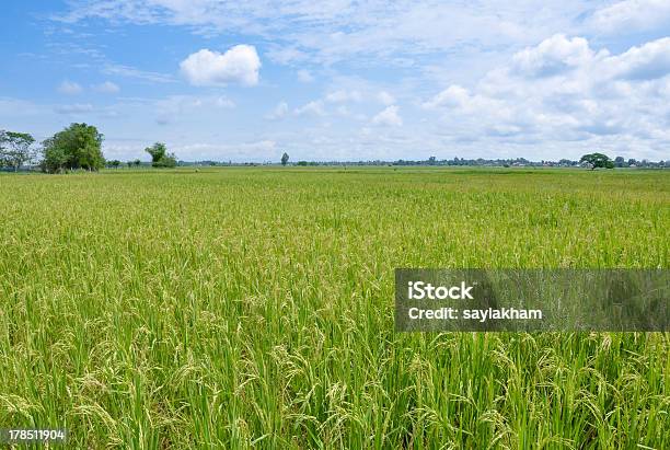 Foto de Verde Campo De Arroz e mais fotos de stock de Agricultura - Agricultura, Amarelo, Arroz - Cereal