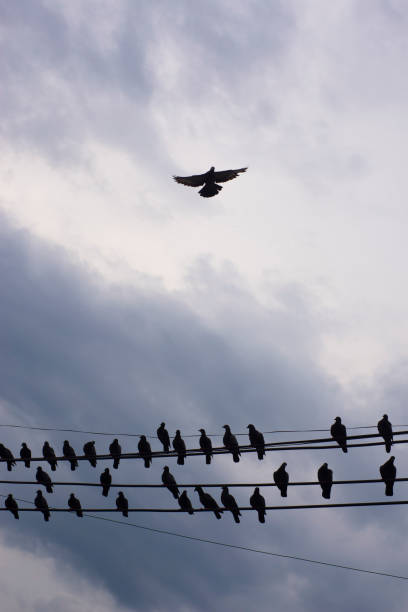 istock Birds that live on electricity 1785120097