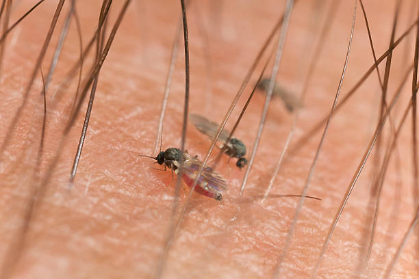 blackflies による血に人間の腕、極端なクローズアップ - insect macro fly magnification ストックフォトと画像