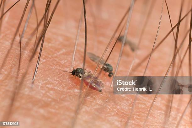 Blackflies Sucking Blood On Human Arm Extreme Closeup Stock Photo - Download Image Now