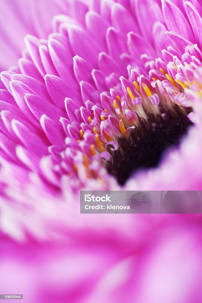 kwiat gerbera - Zbiór zdjęć royalty-free (Bliskie zbliżenie)