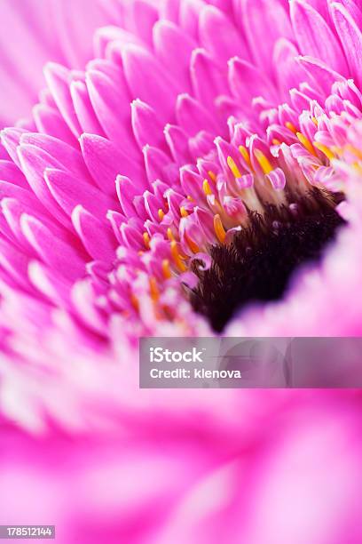 Kwiat Gerbera - zdjęcia stockowe i więcej obrazów Bliskie zbliżenie - Bliskie zbliżenie, Botanika, Bukiet