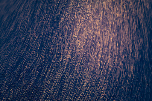 Close-up of cat fur with dark and gold color effect for texture background.