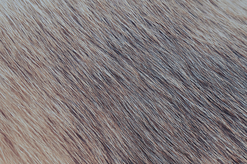 Close-up of cat fur with brown and white for texture background.