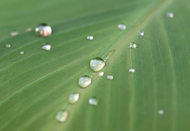 istock Close-up drops of water on a green leaf with soft morning sunlight. 1785122296