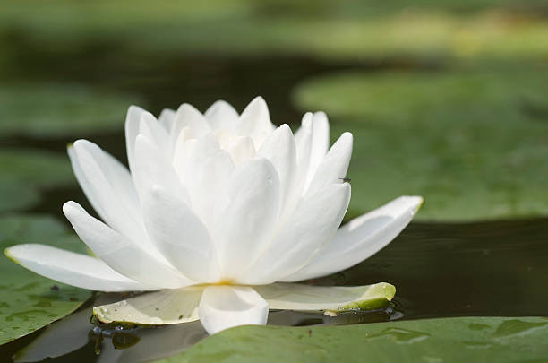 istock White Water Lily In Pond 178512359