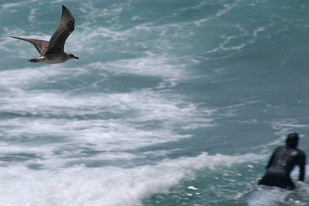 istock Surfer and Sea Gull 178512361