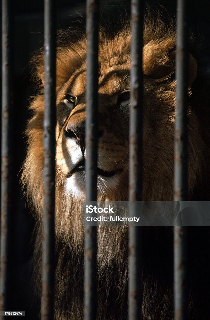 Retrato de león rejas - Foto de stock de Animal libre de derechos