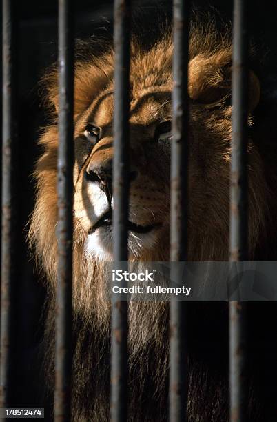 Retrato De León Rejas Foto de stock y más banco de imágenes de Animal - Animal, Fauna silvestre, Fotografía - Imágenes