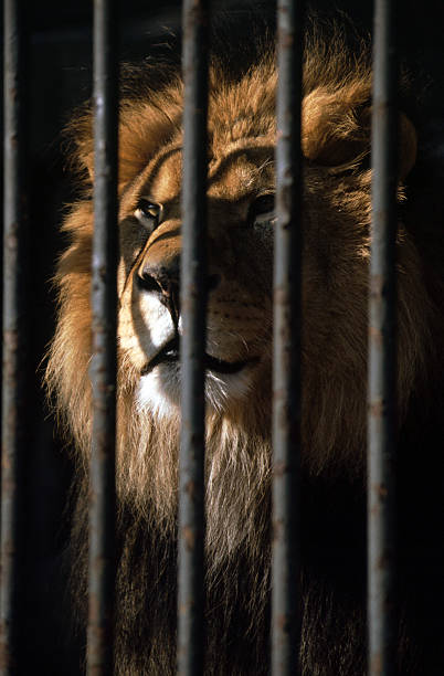 istock Portrait of lion behind bars 178512474