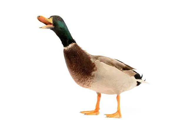 "Mallard Duck, Anas platyrhynchos, isolated on white"