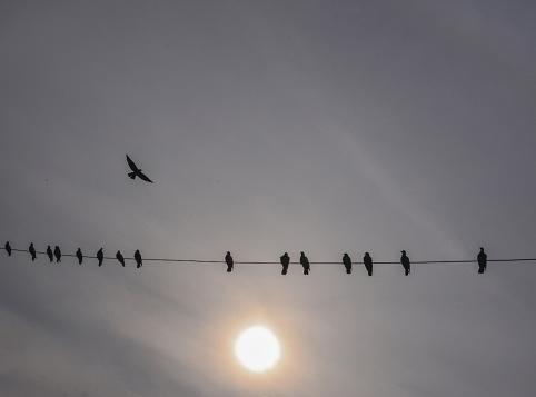 The silhouette of a large flock of birds live on the cable.