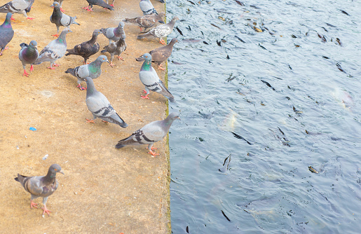 Many groups of birds and fish in the water