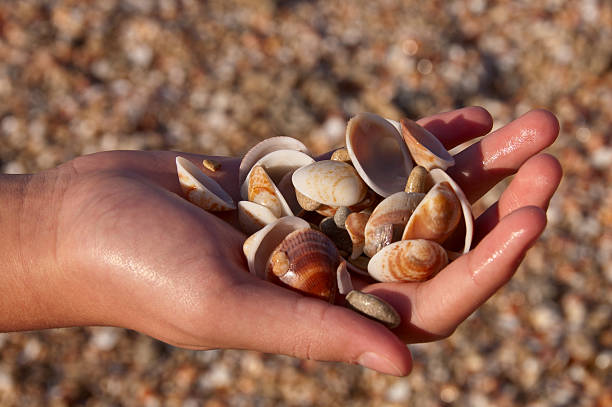 istock Hand holding seashell at the beach 178512974