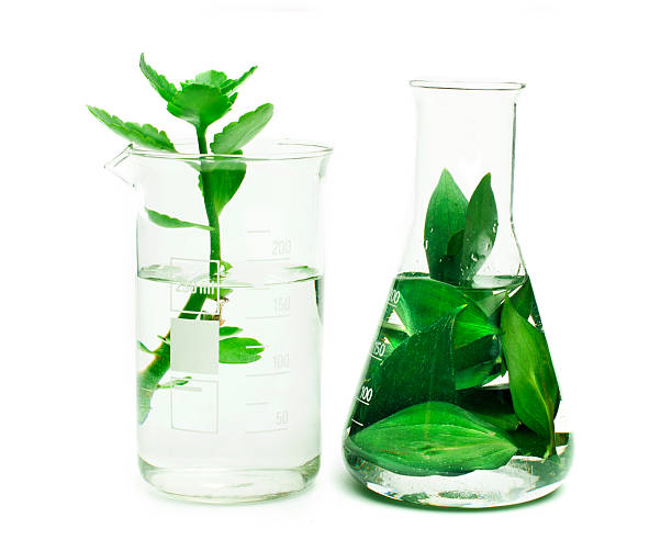 istock Green leaves in a measuring cylinder and flask 178513147