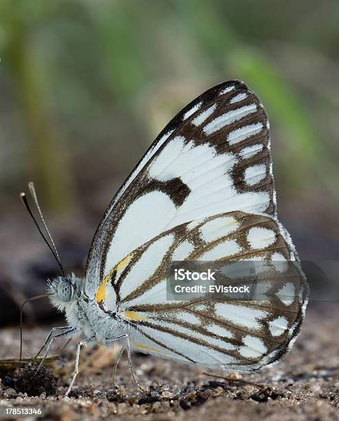 Farfalla Primo Piano - Fotografie stock e altre immagini di Farfalla - Farfalla, Parco transfrontaliero di Kgalagadi, Africa meridionale