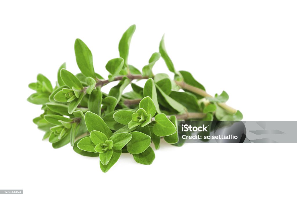 marjoram Fresh-picked marjoram isolated on white Aromatherapy Stock Photo