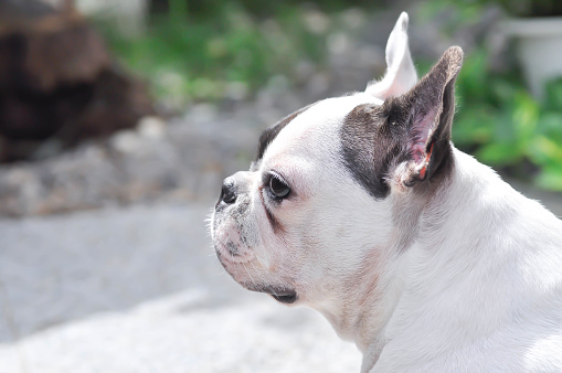 dog or french bulldog, unaware French bulldog or unmindful French bulldog