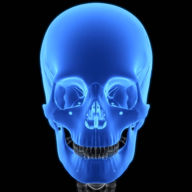 istock Human Skeleton System Skull Bone Parts Anatomy 1785139846