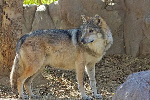 a mexican wolf standing broadside looking back
